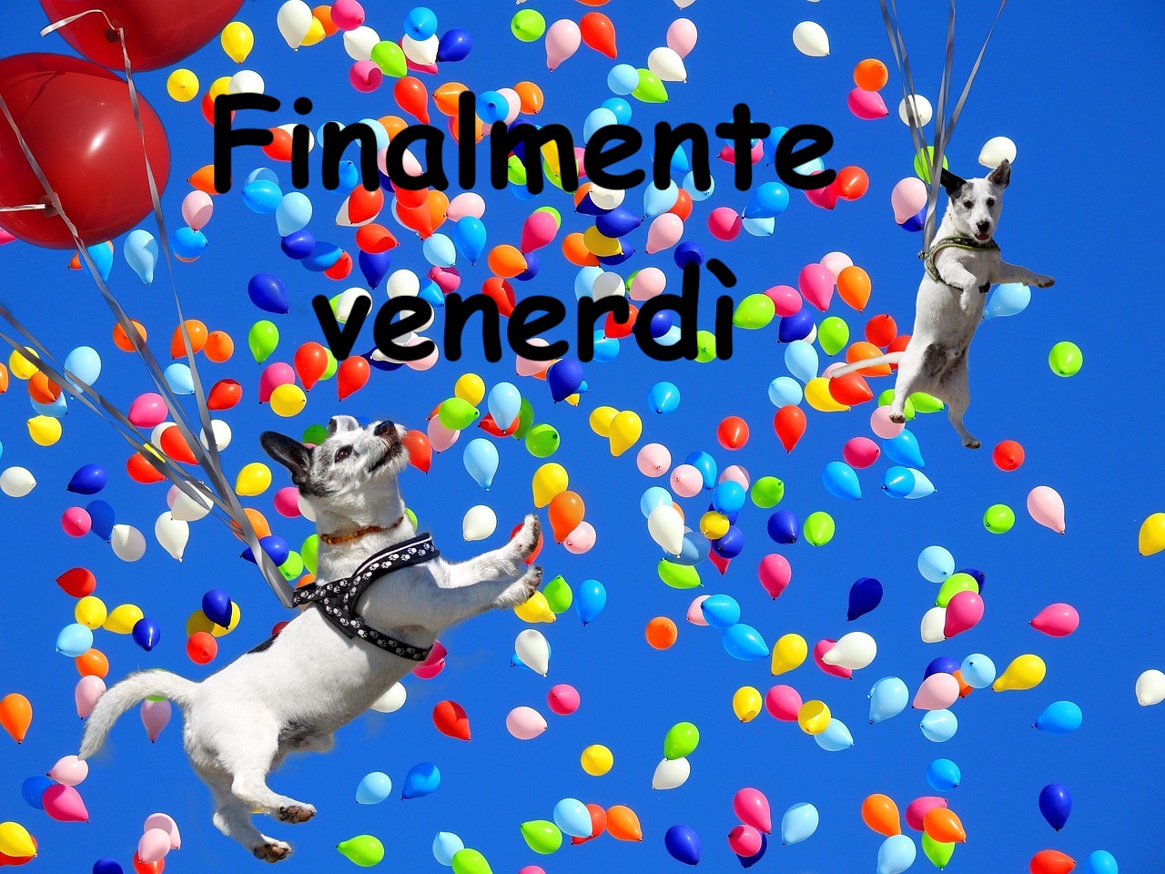 cani che saltano felici in un tripudi odi colori e palloncini che annunciano il  venerdi